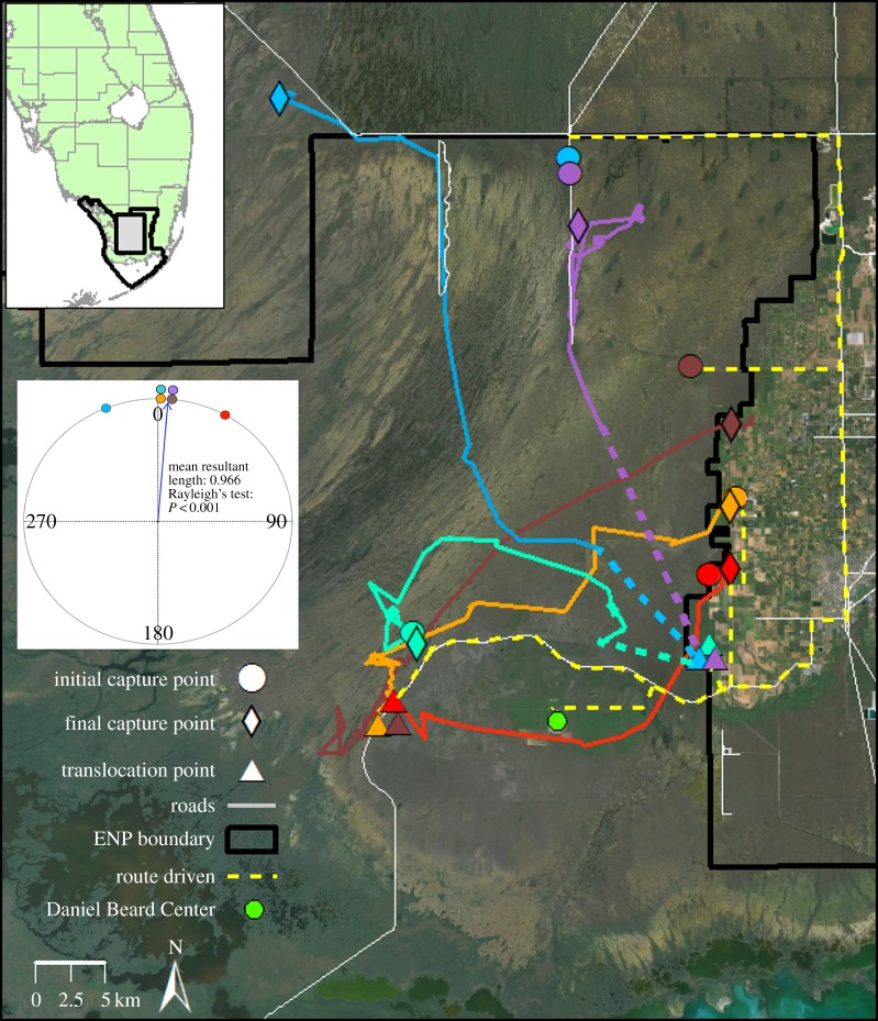 Homing of invasive Burmese pythons in South Florida: evidence for map ...