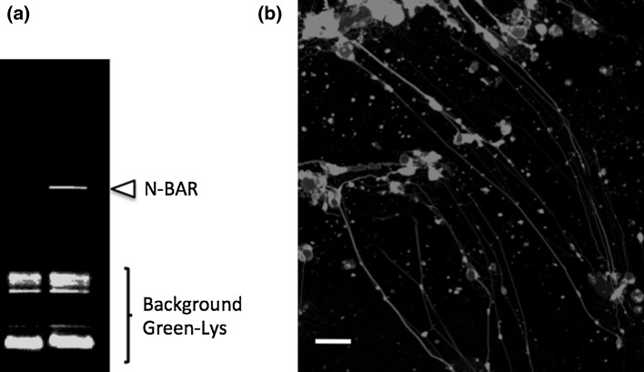 Fig. 3