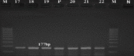 Figure-4
