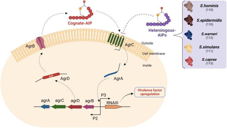 Figure 4