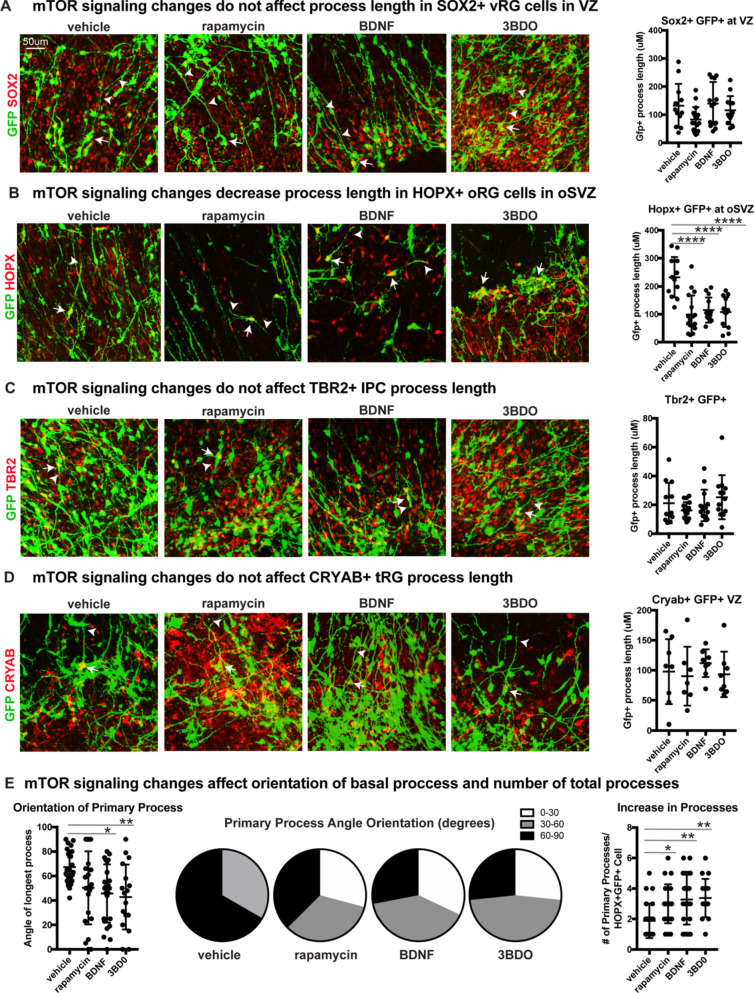 Figure 2—figure supplement 2.