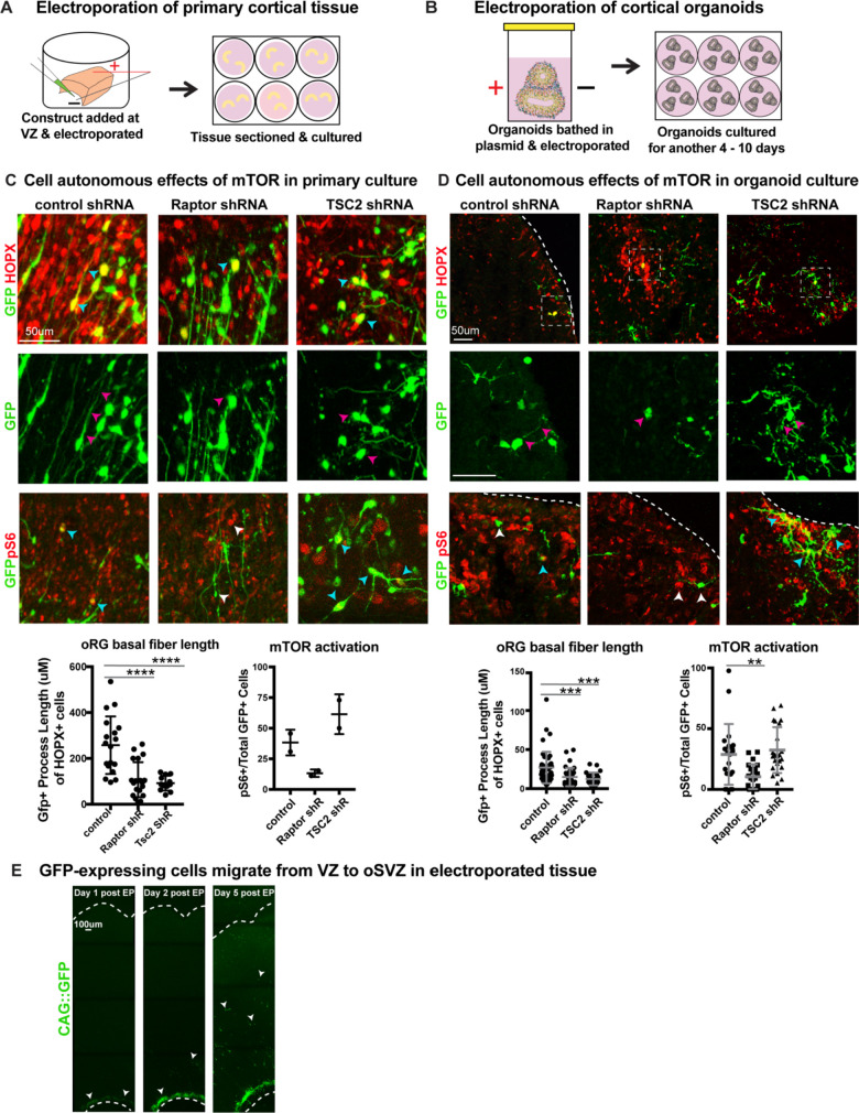 Figure 3—figure supplement 1.