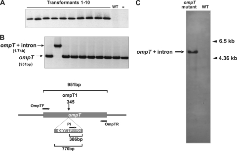 FIG. 3.