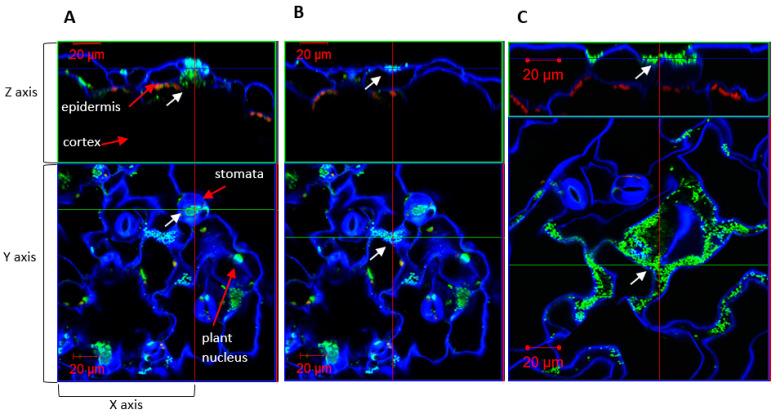 Figure 6