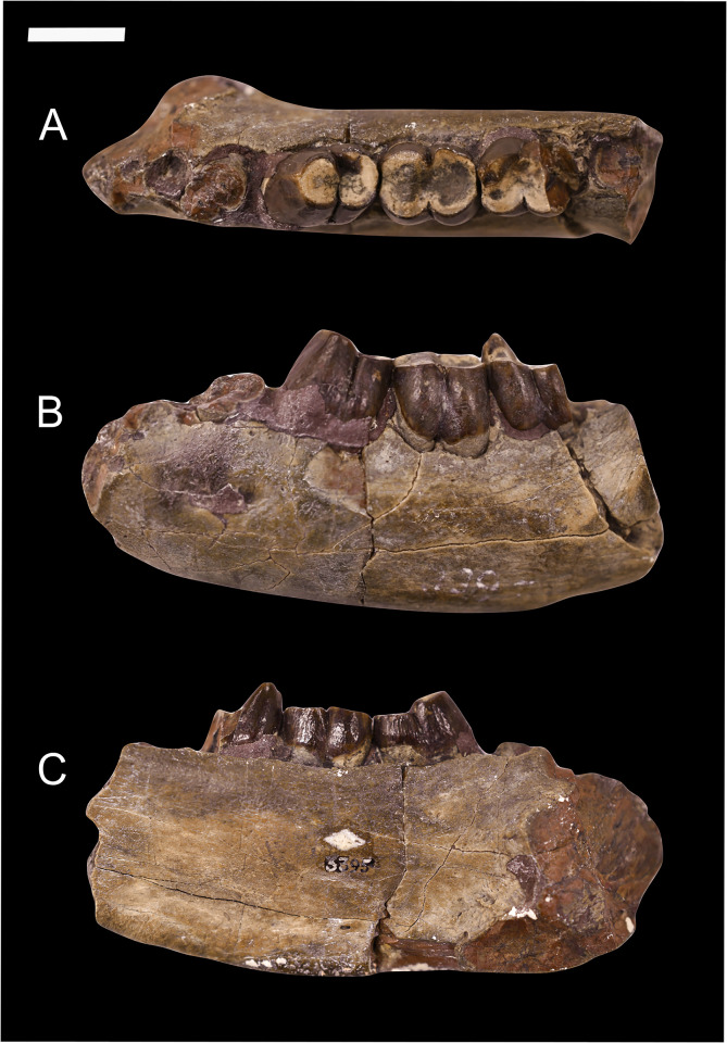 Fig 1