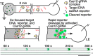 Figure 37