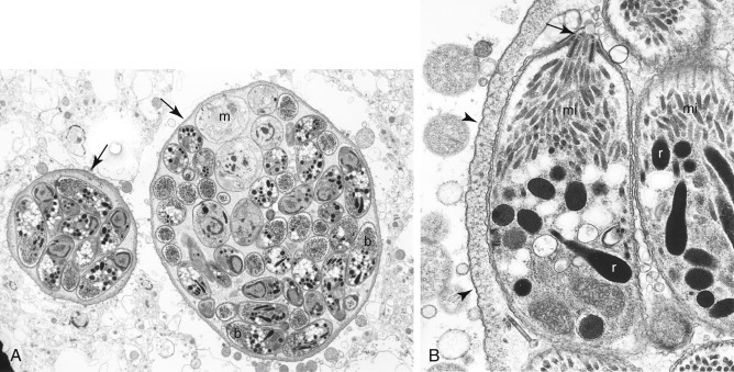Figure 17-5