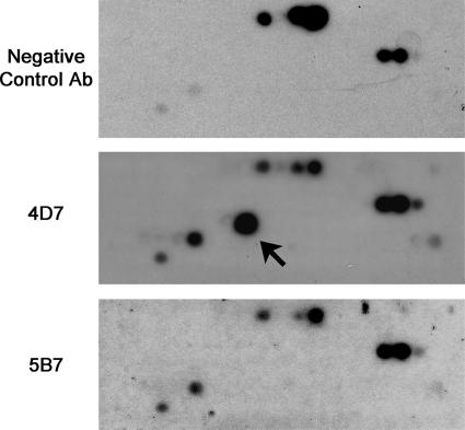 FIG. 6.