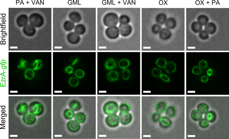 Figure 7—figure supplement 1.