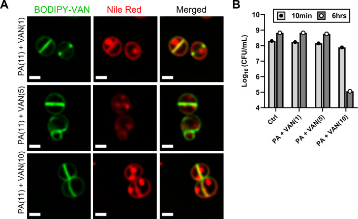 Figure 4—figure supplement 1.