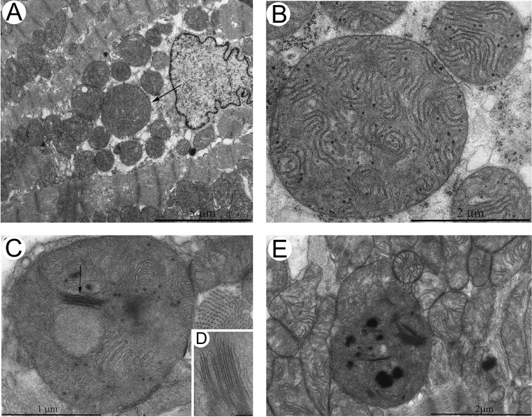 Fig. 5