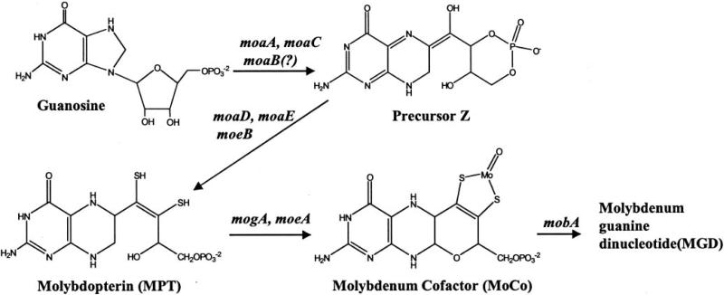 Fig. 1