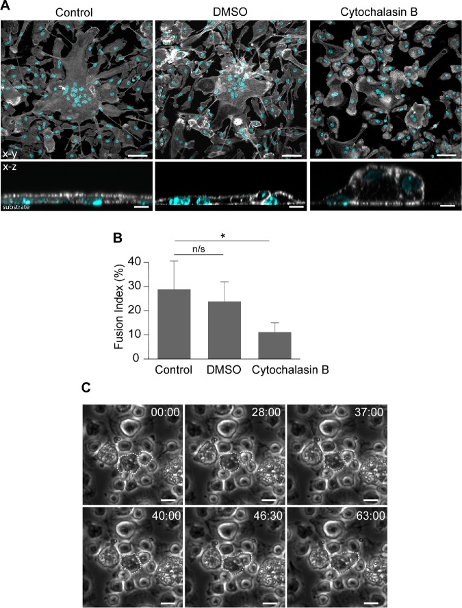 FIGURE 5: