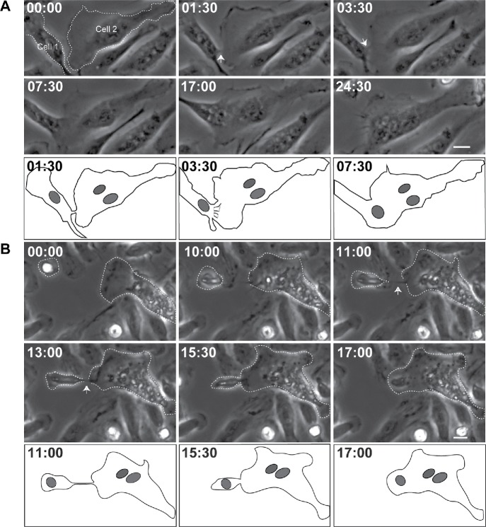 FIGURE 1: