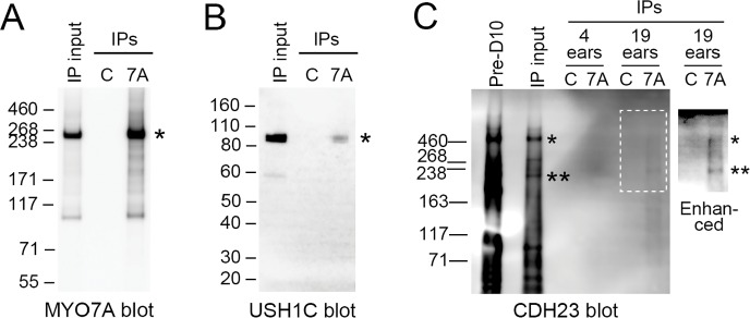 Figure 3—figure supplement 1.