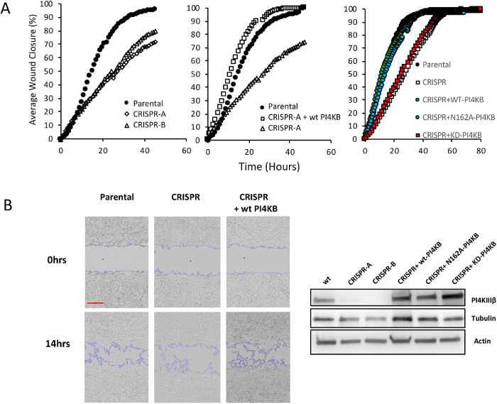 FIGURE 3: