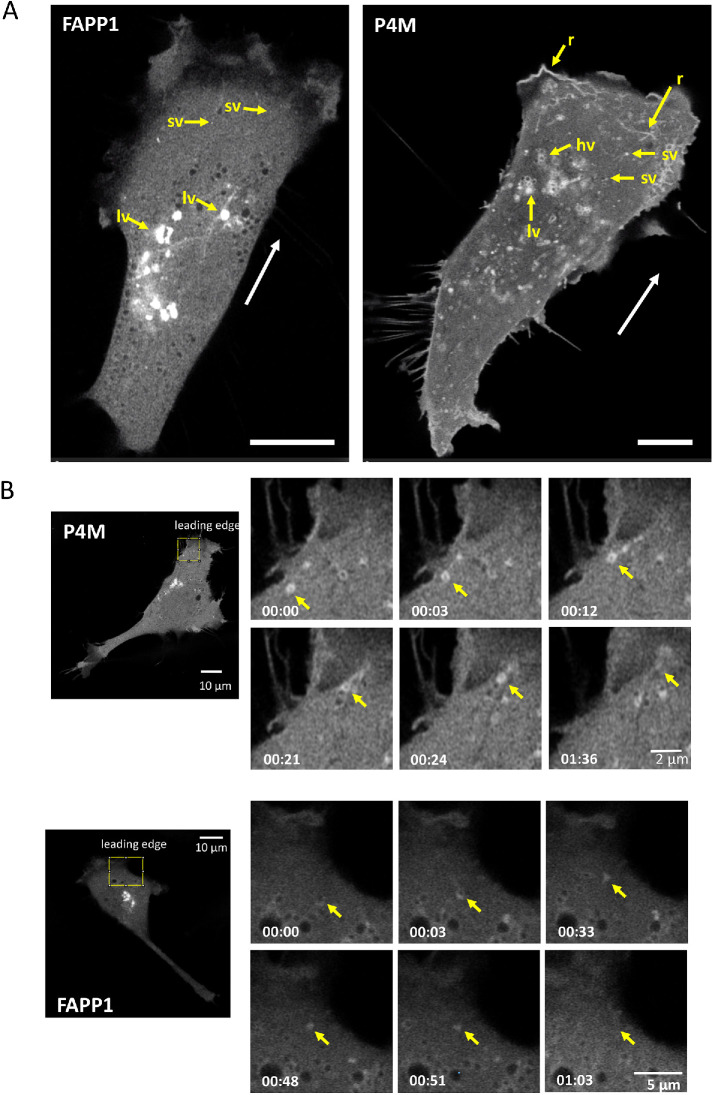 FIGURE 1: