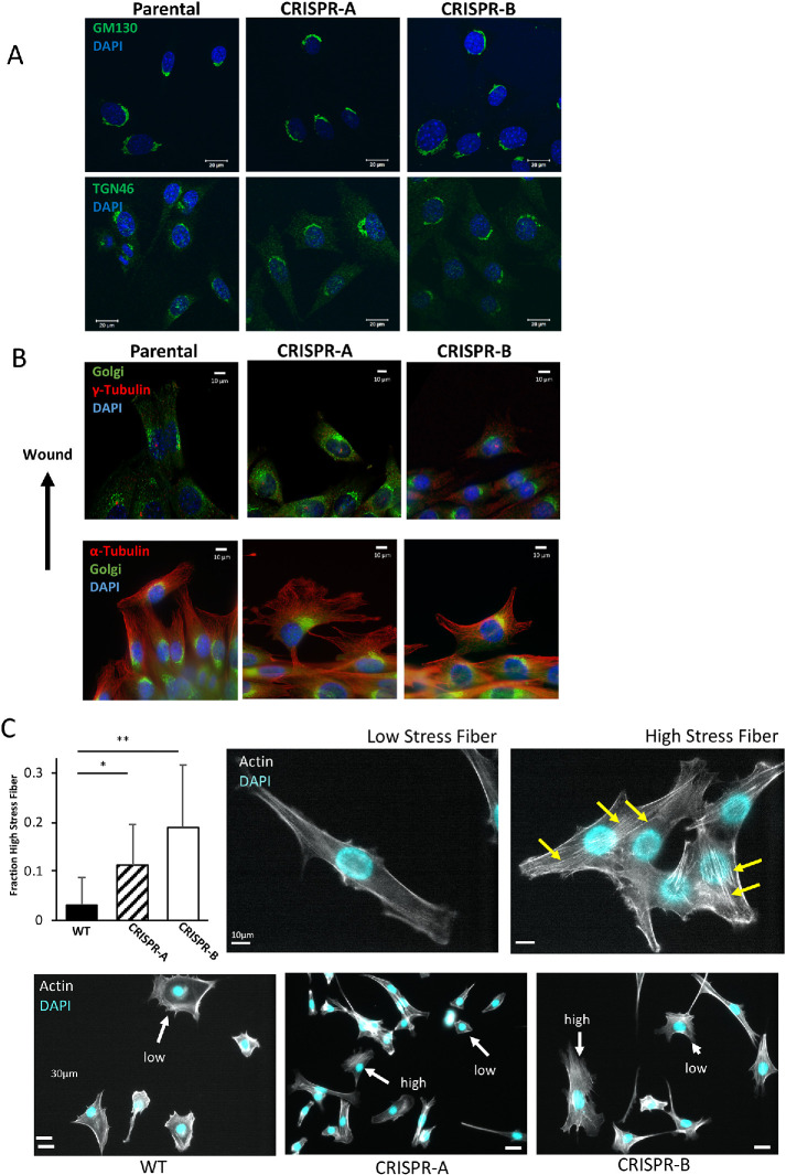 FIGURE 4: