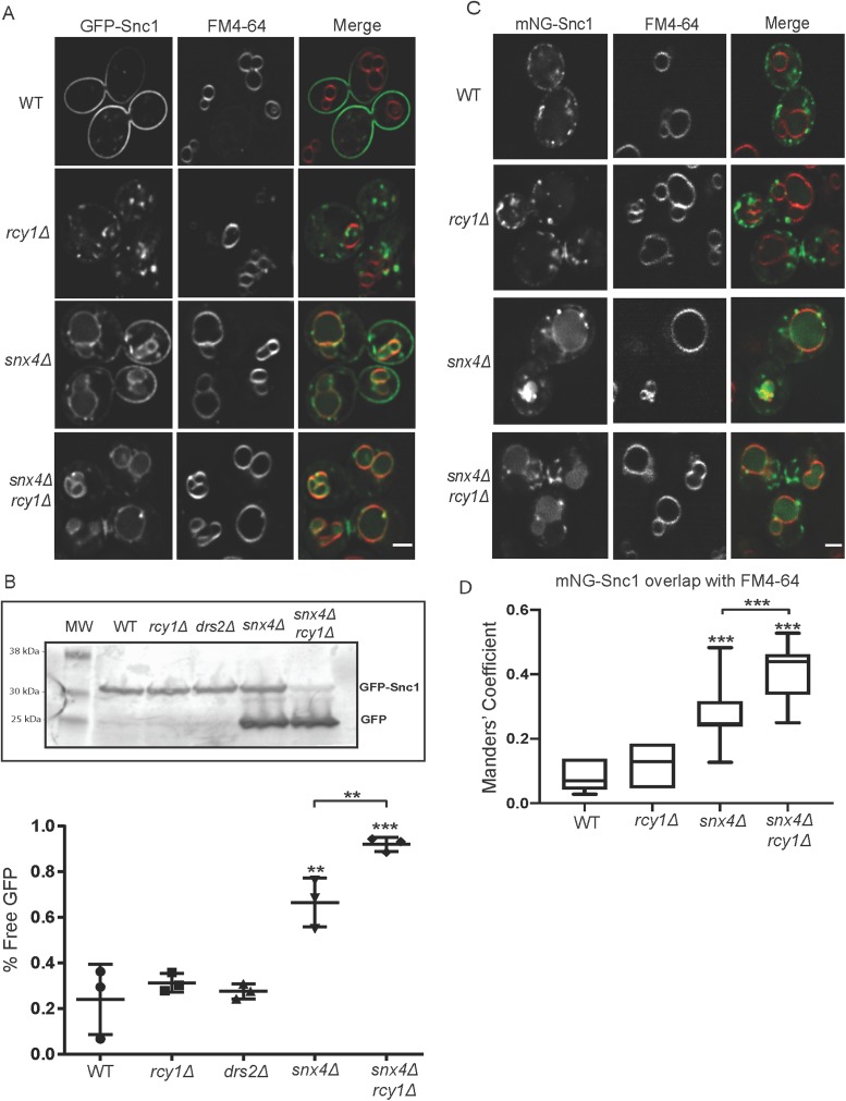 FIGURE 2: