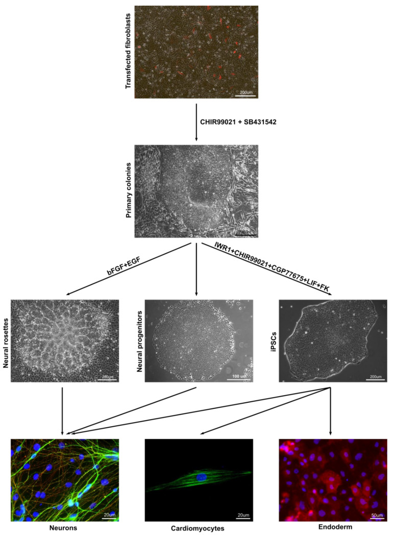 Figure 7