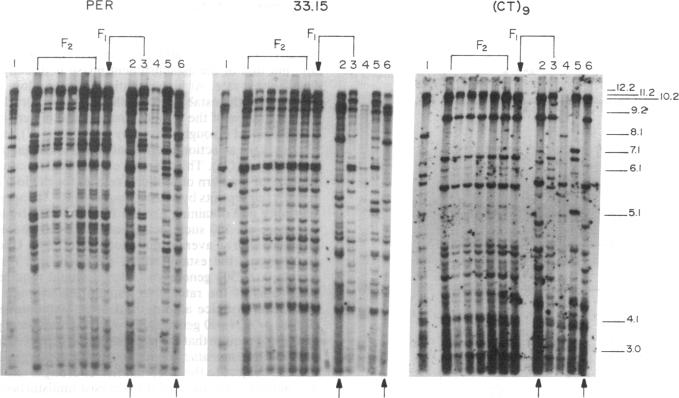 graphic file with name pnas01096-0093-a.jpg