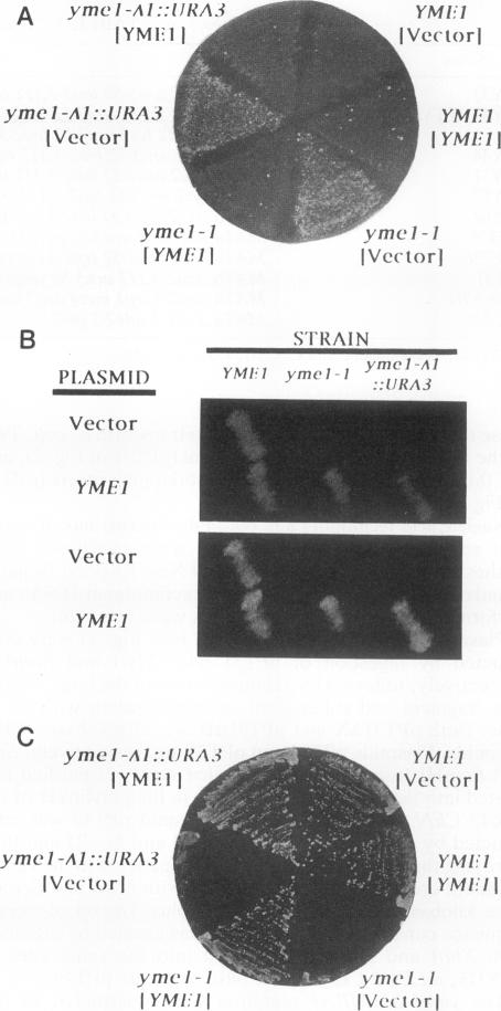 graphic file with name molcellb00021-0300-a.jpg