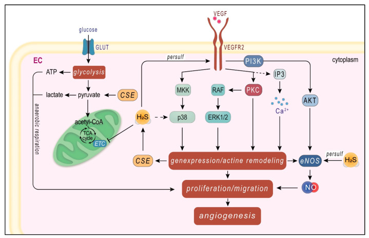 Scheme 5