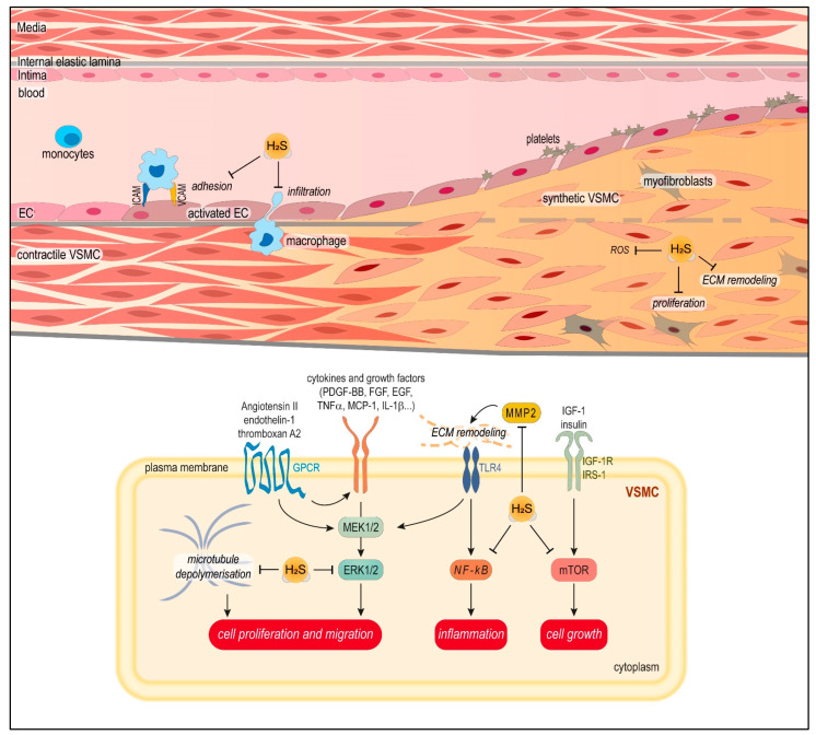 Scheme 6