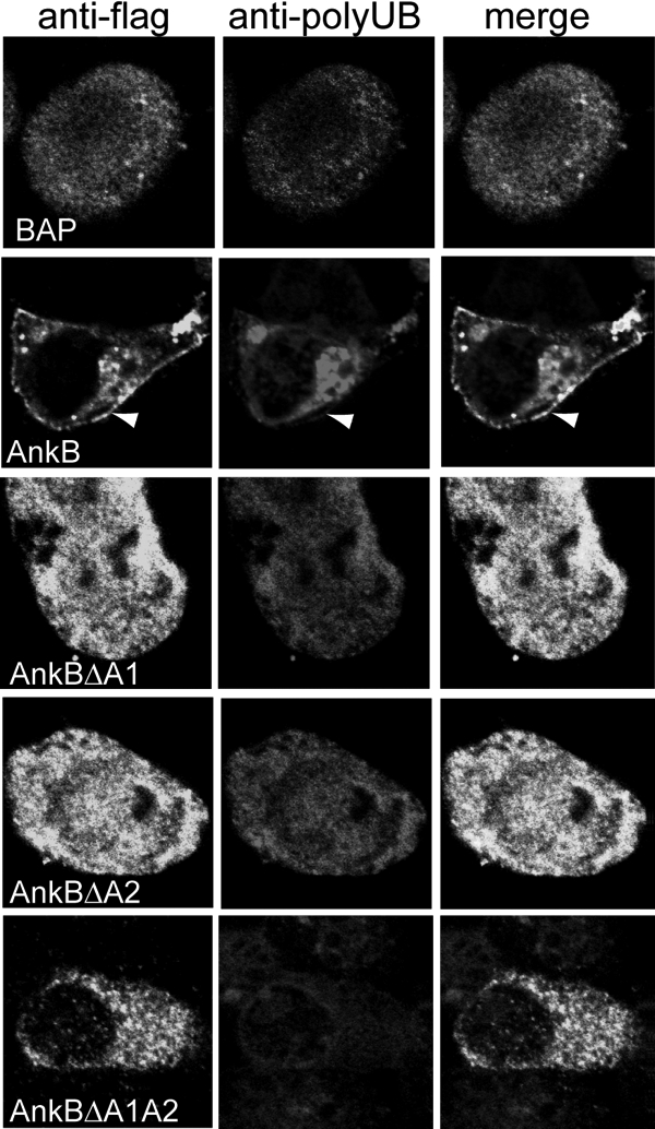 FIG. 7.