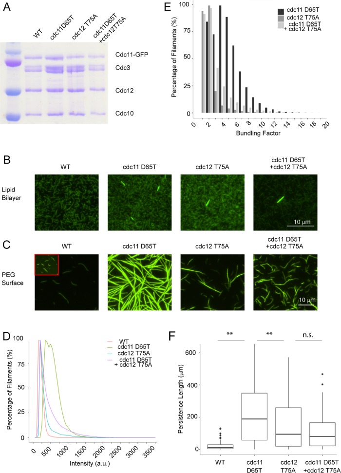 FIGURE 4: