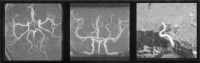 F<sc>ig</sc> 4.