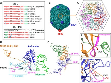 Fig. 6