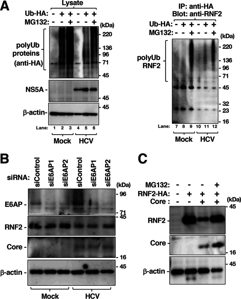 FIG 10