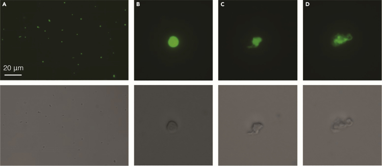 Figure 3