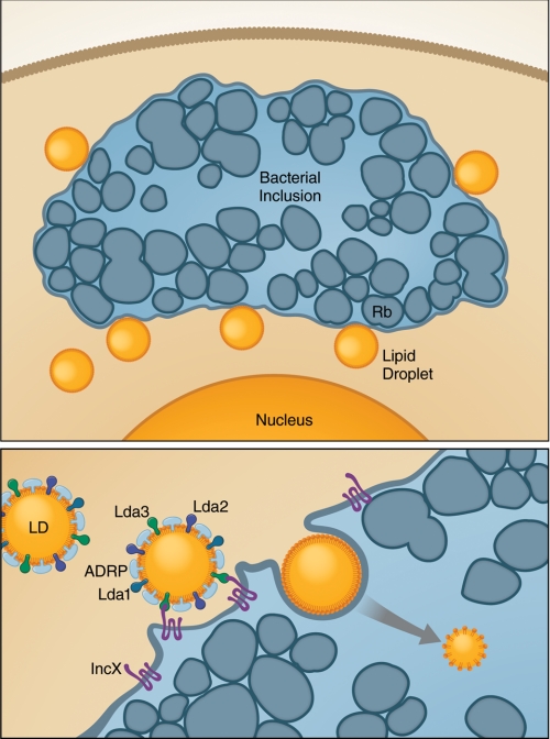 FIGURE 3.