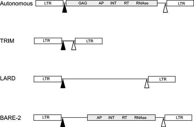 Fig. 1.—