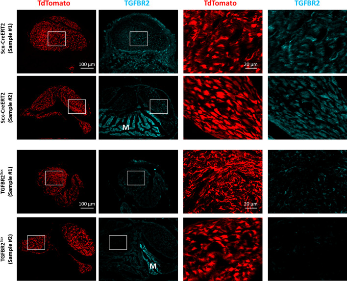 Figure 3—figure supplement 2.