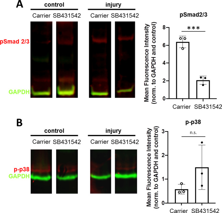 Figure 2—figure supplement 1.