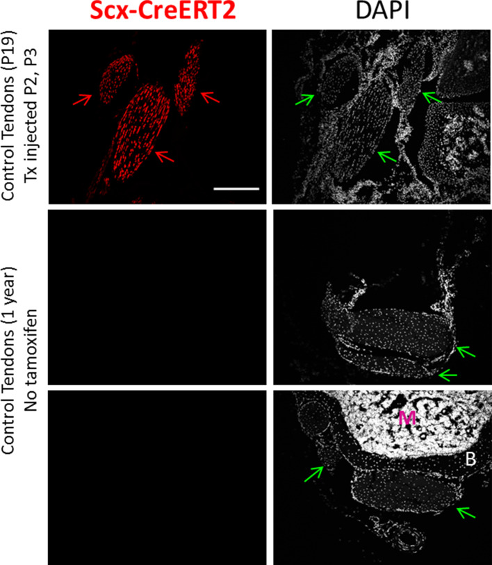 Figure 3—figure supplement 1.