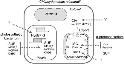 Figure 2.—