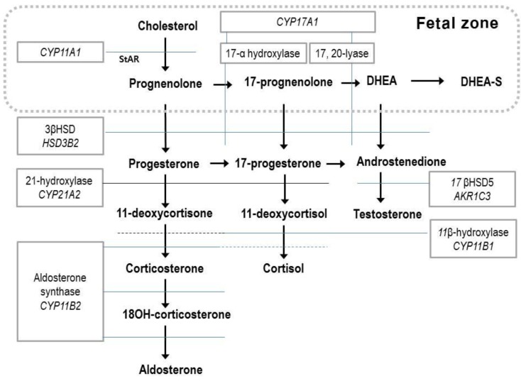 Fig. 1