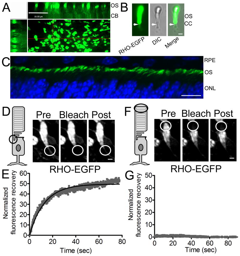 Fig 4