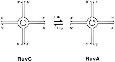 FIG. 12