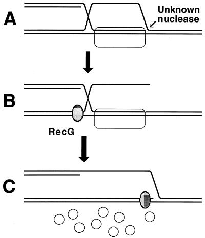 FIG. 13