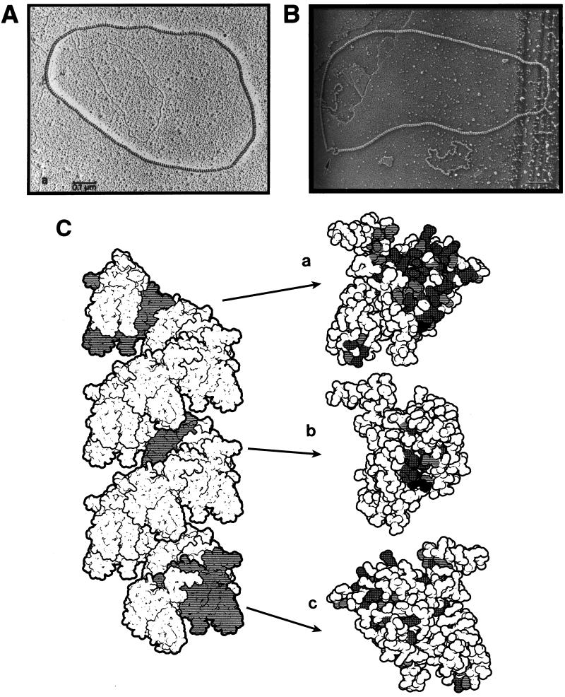 FIG. 6