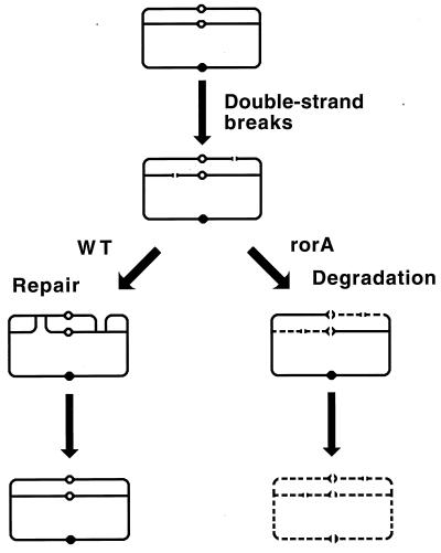 FIG. 24