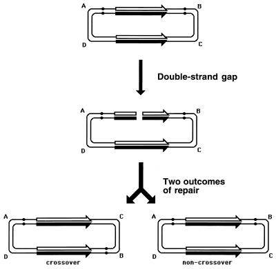 FIG. 37