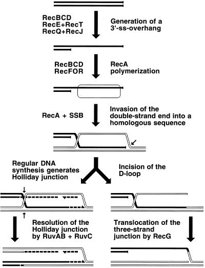 FIG. 27