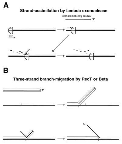 FIG. 31