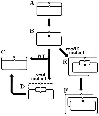 FIG. 25